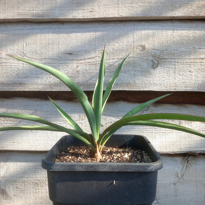 Yucca treculeana