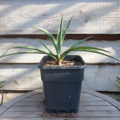 Yucca treculeana