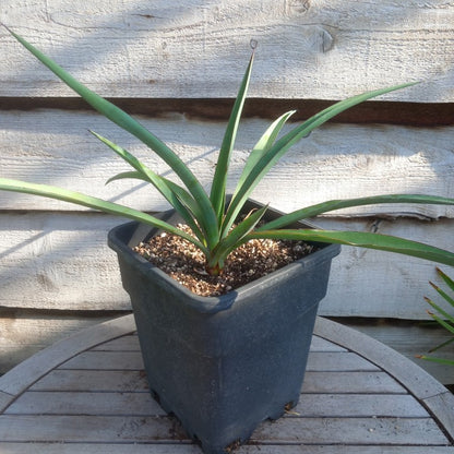 Yucca treculeana