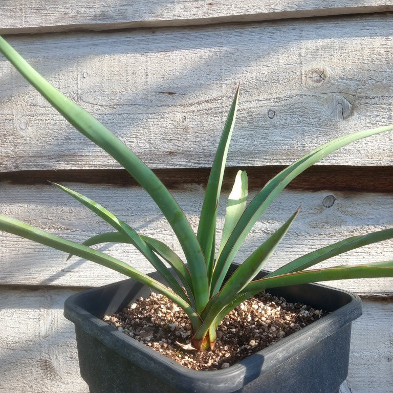 Yucca treculeana