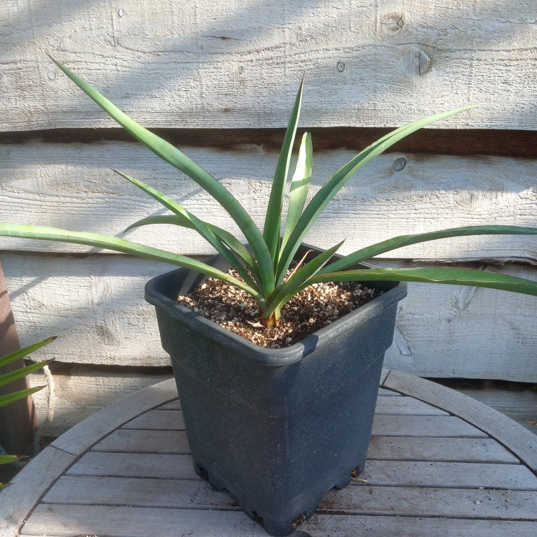 Yucca treculeana