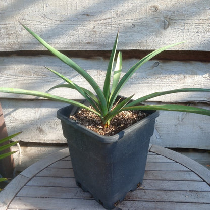 Yucca treculeana