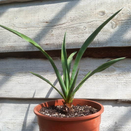 Yucca treculeana