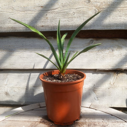Yucca treculeana