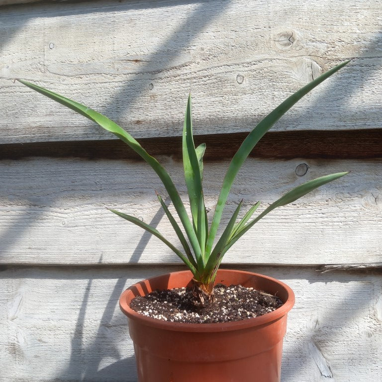 Yucca treculeana