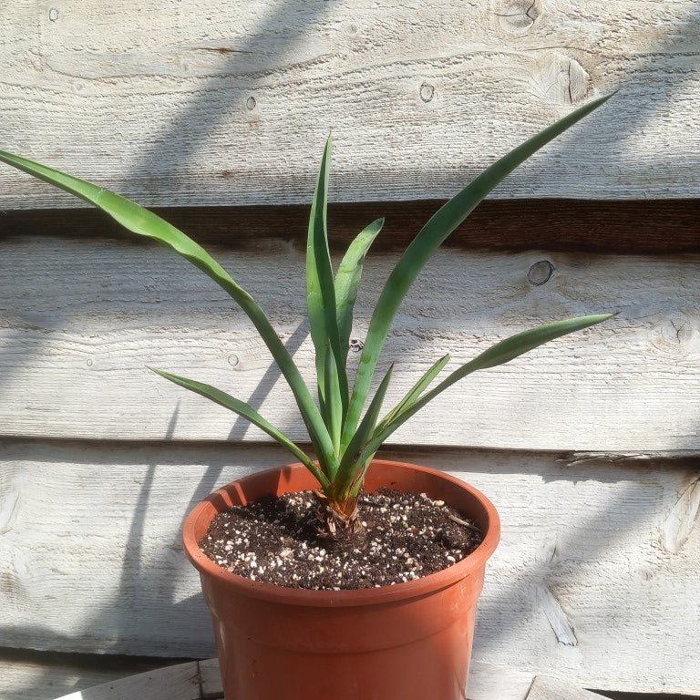 Yucca treculeana