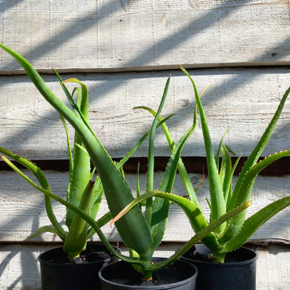 Aloe helenae
