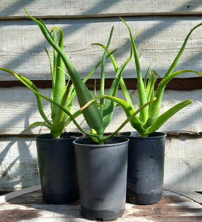Aloe helenae