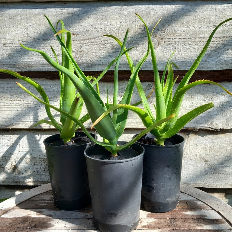 Aloe helenae