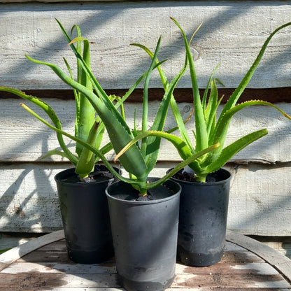 Aloe helenae