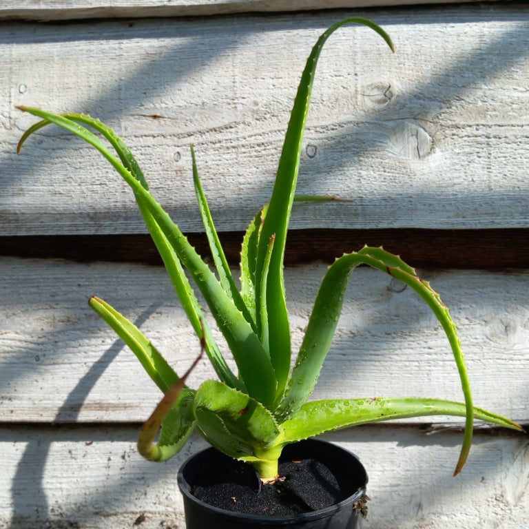 Aloe helenae