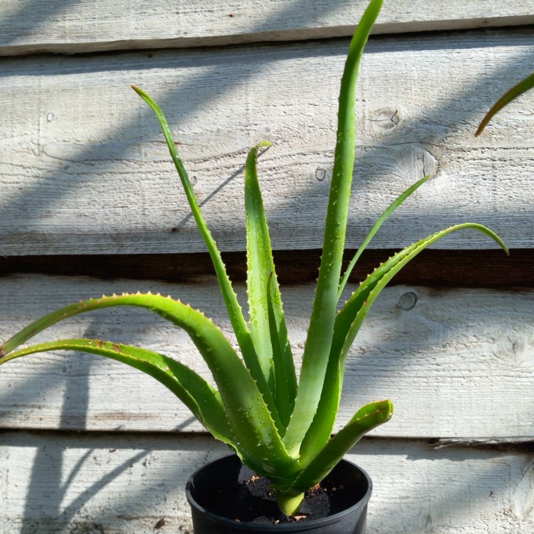 Aloe helenae