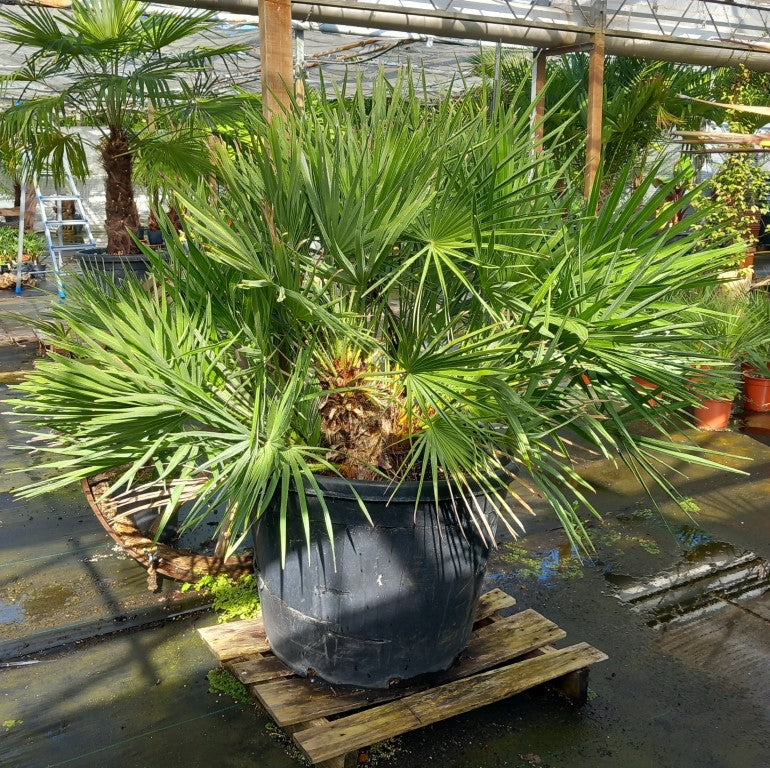 Chamaerops humilis