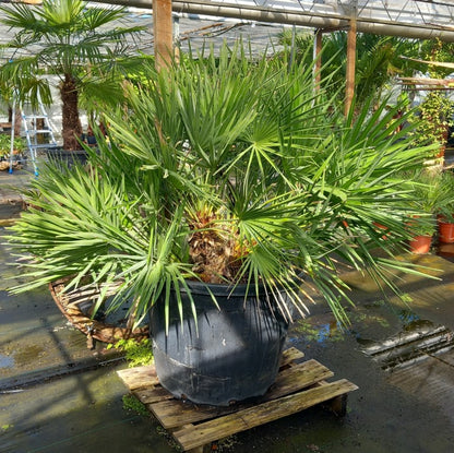 Chamaerops humilis