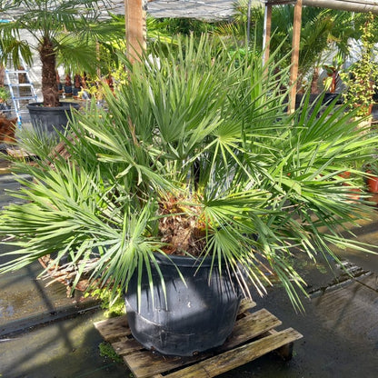 Chamaerops humilis