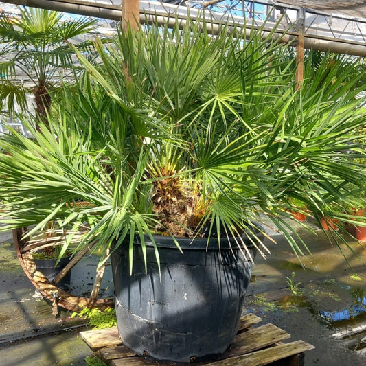 Chamaerops humilis