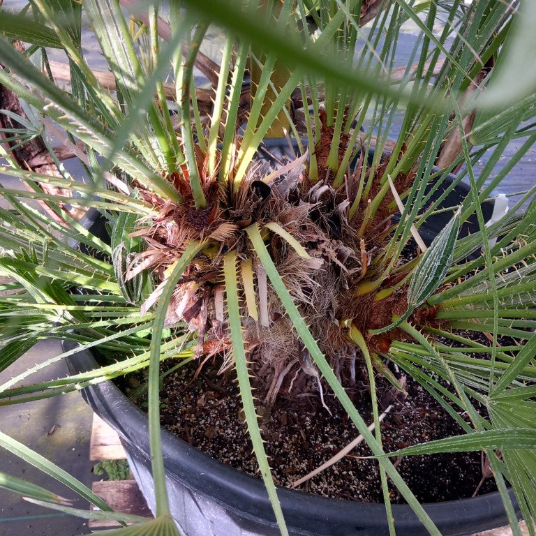 Chamaerops humilis