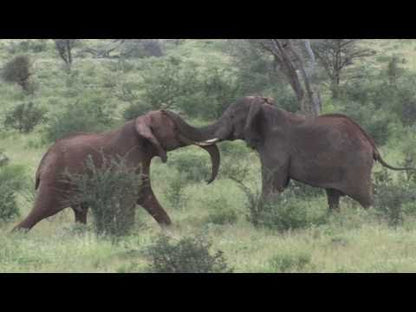 DVD Samburu, Buffalo Springs and Shaba National Park in Kenya