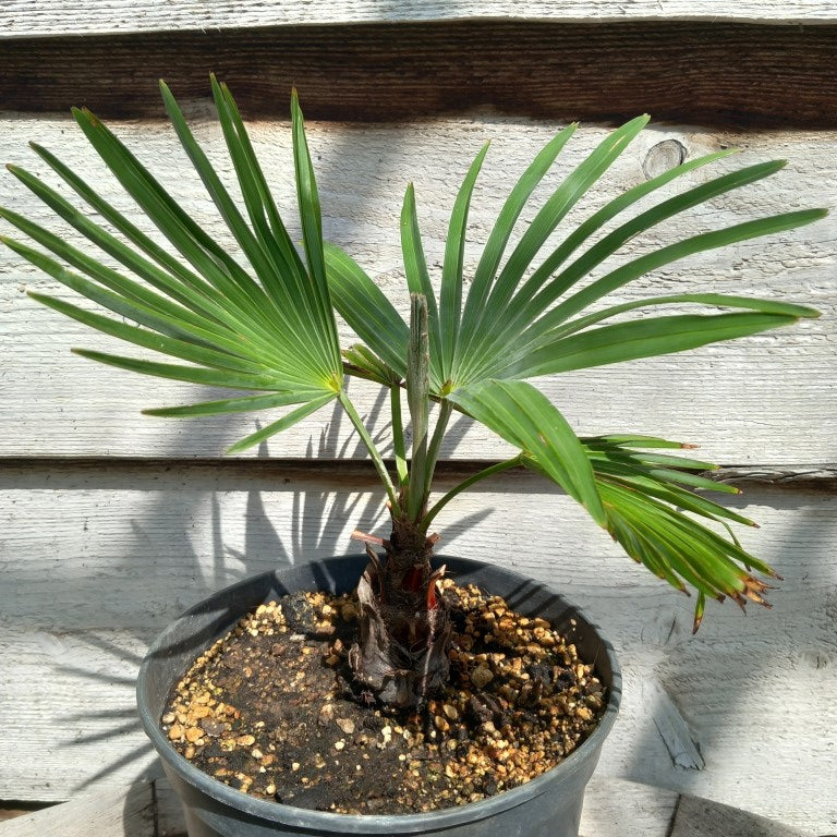 Trachycarpus wagnerianus x princeps