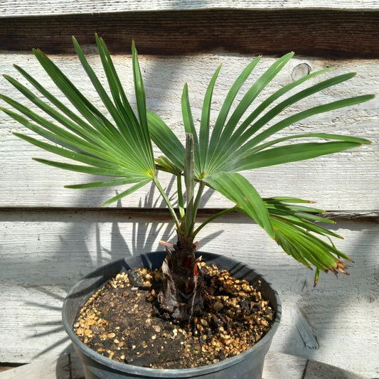 Trachycarpus wagnerianus x princeps