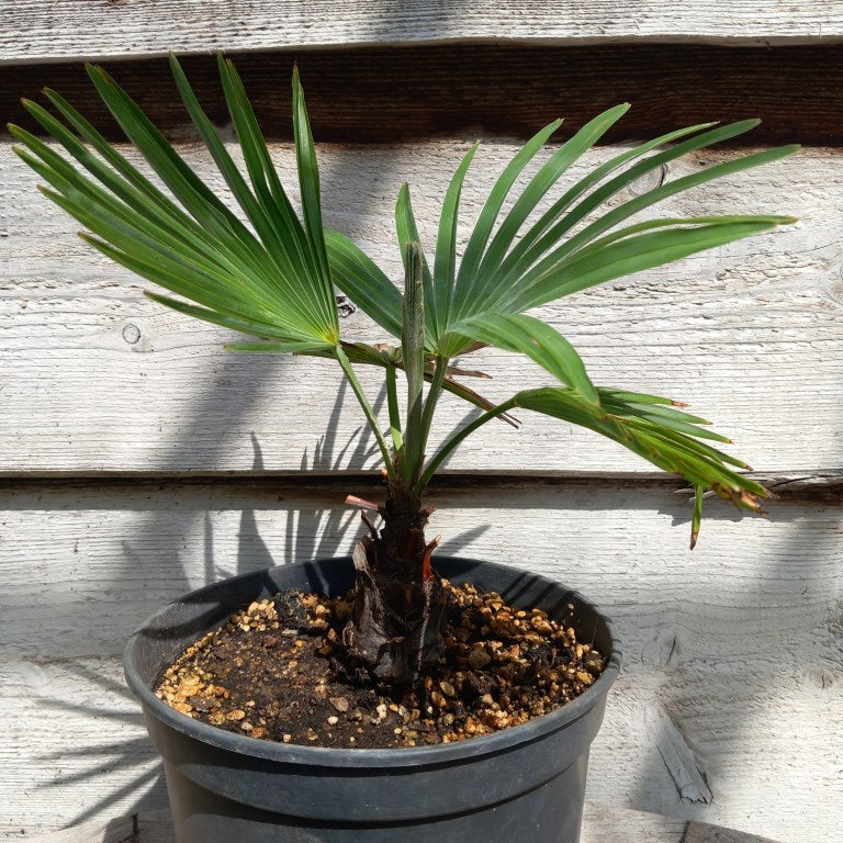 Trachycarpus wagnerianus x princeps