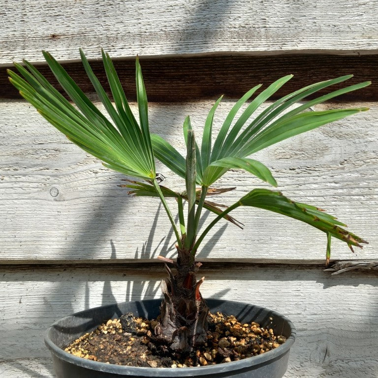 Trachycarpus wagnerianus x princeps