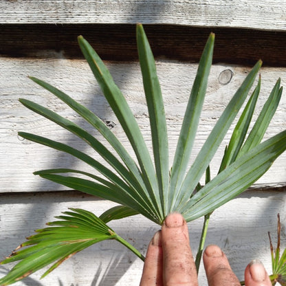 Trachycarpus wagnerianus x princeps