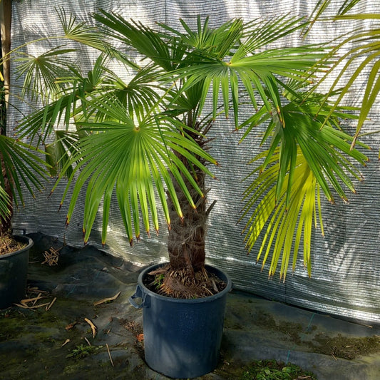 Trachycarpus winsan, trunk/stem 65 cm (No. 8)