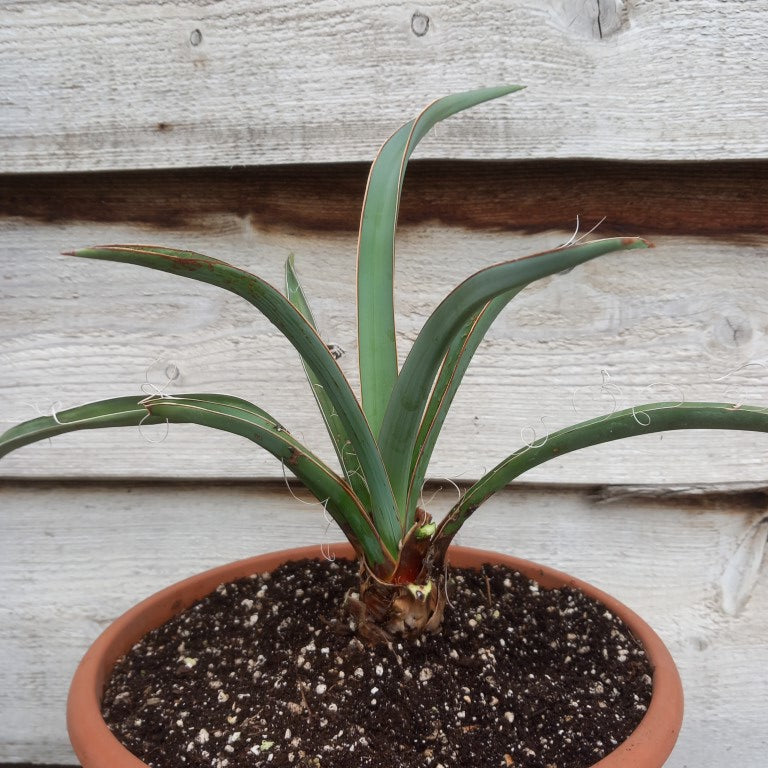 Yucca baccata