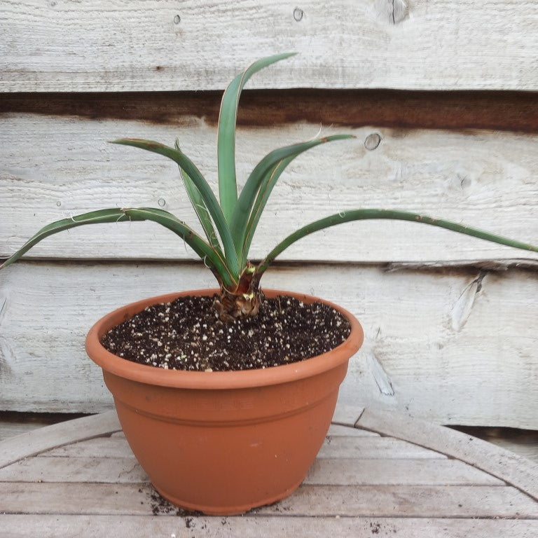 Yucca baccata