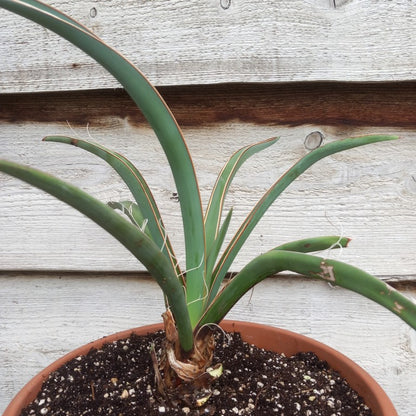 Yucca baccata