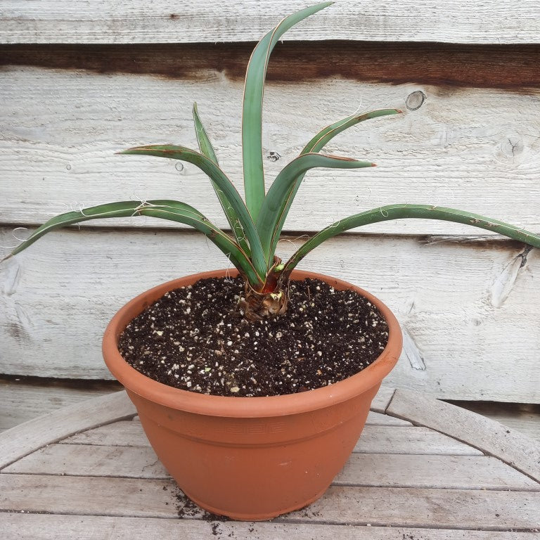 Yucca baccata