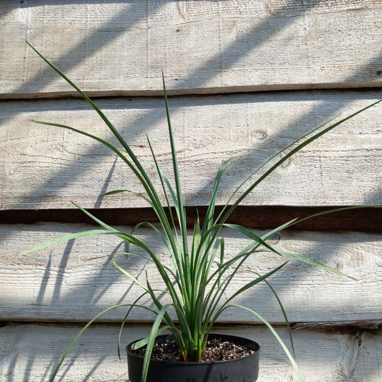 Yucca peninsularis