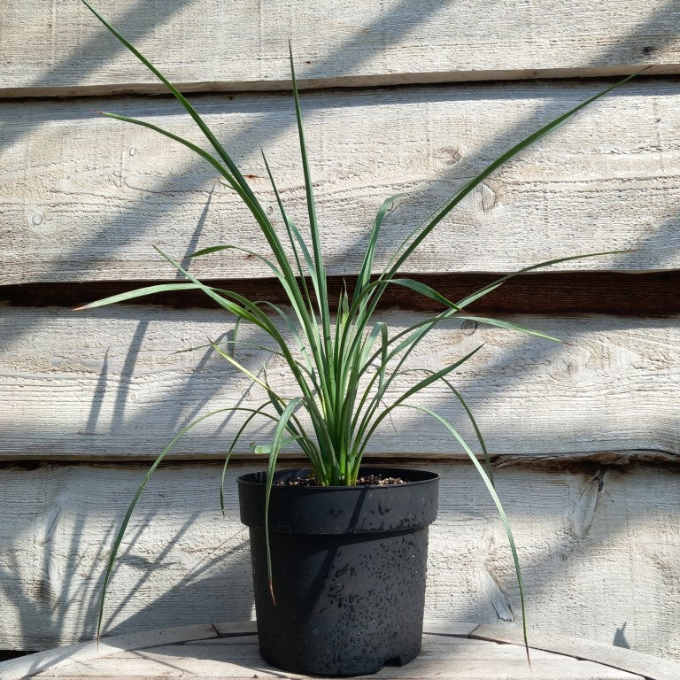 Yucca peninsularis