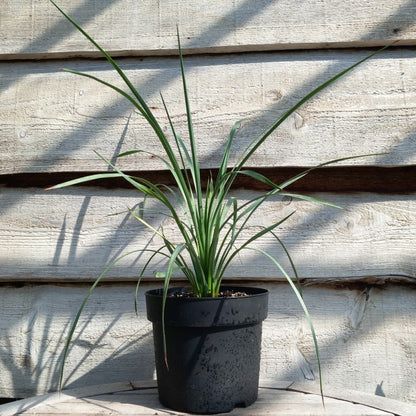 Yucca peninsularis