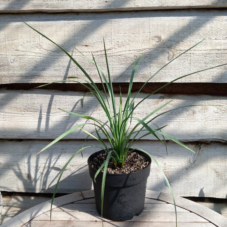Yucca peninsularis
