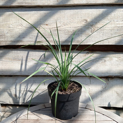 Yucca peninsularis