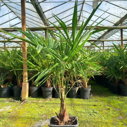 Trachycarpus fortunei